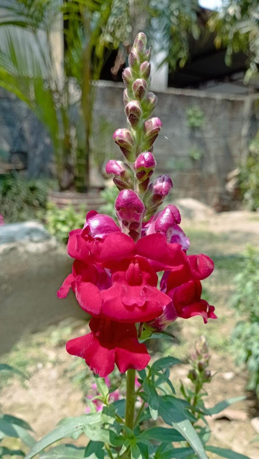 Hotel Cherry Garden 3*