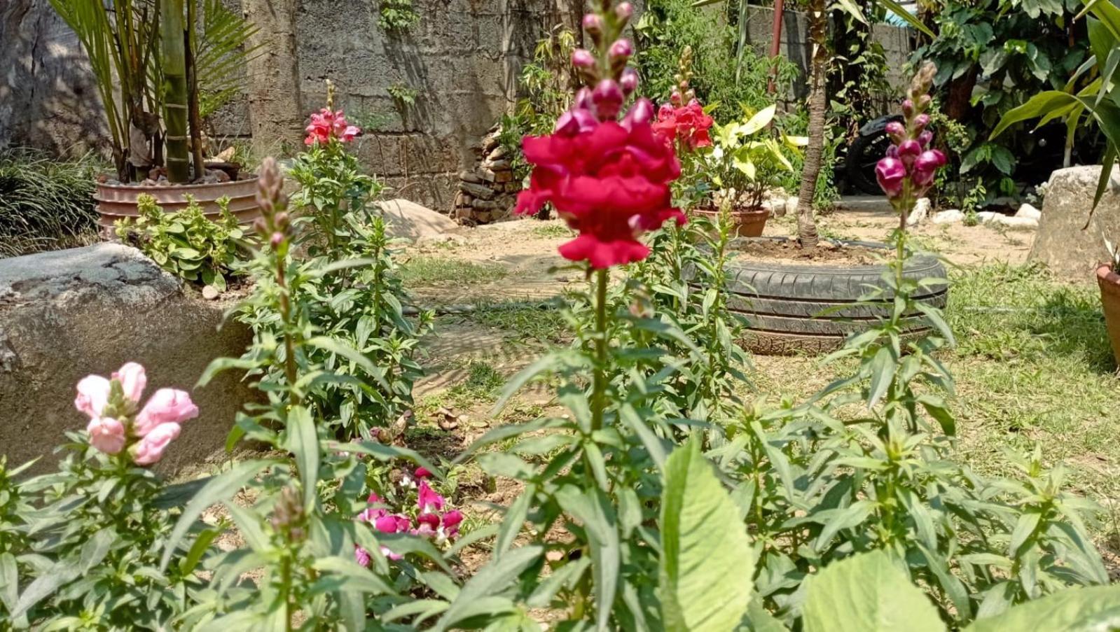 Cherry Garden